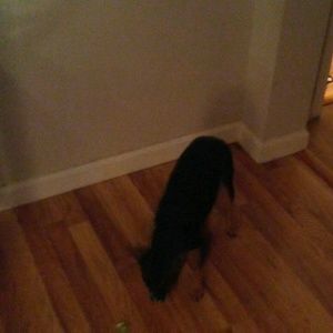 Meet your Posher, Susan